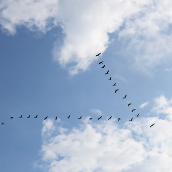 Volar como los pájaros: fello’fly, un proyecto…